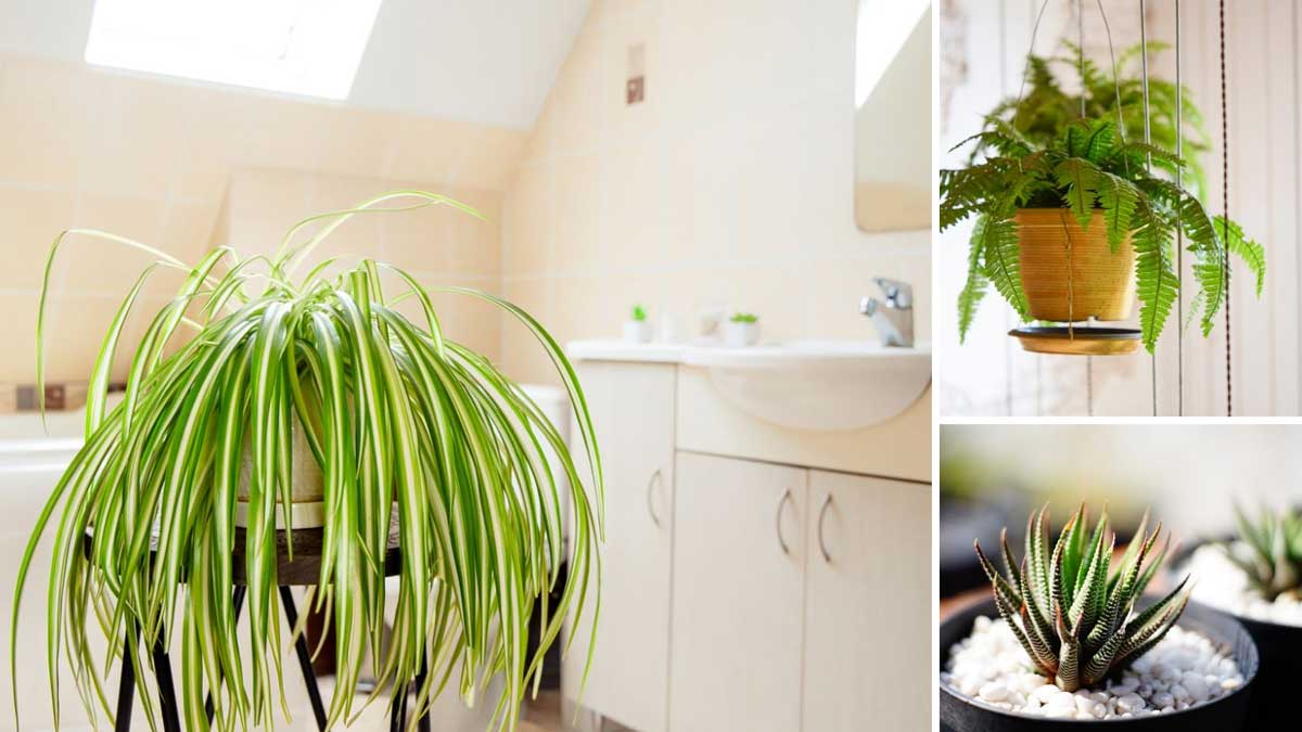 Voici 9 plantes d’intérieur idéales pour votre salle de bains sans fenêtre !